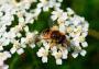 Civanperçemi (Achillea millefolium)