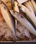 ‫أسماء السمك بالصور و أنواع الأسماك في البحر الأبيض 